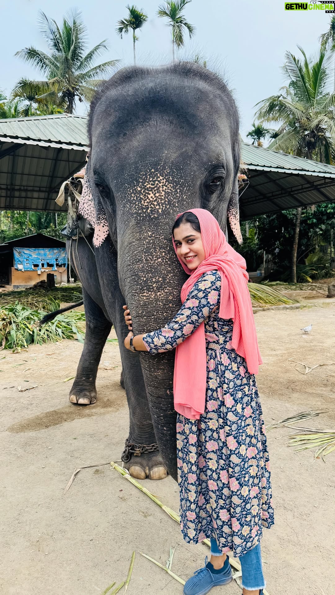 Jinsha Basheer - 369 Likes - അശോകിക്ക് ഒരു ഉമ്മ 💋💋
#elephant #indianelephant #keralaelephant #kerala #thekkady #thekkadydiaries #idukki #idukki_stories #keralatourism #visitkerala #godsowncountry #thekkadytourism #instagood #viralreels #viralvideos #illuminanti