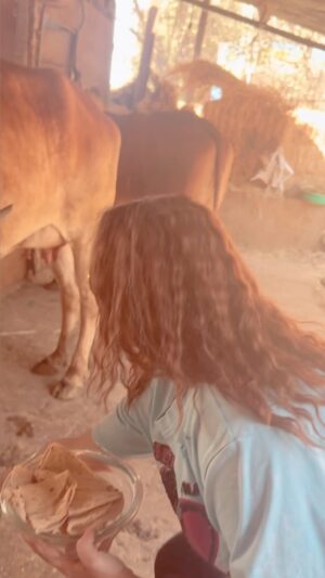 Kashish Singh Instagram - Real sukoon 📿🫶🕉️👌🙏🏻 

#gauseva #sukoon #thanksgodforeverything #blessedbeyondmeasure  #krishnaconsciousness #maadurgamyheartbeat💓 #bellavitakashish