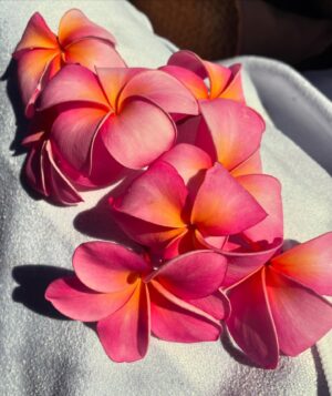 Katrina Bowden Instagram - Things I never posted from 5 weeks spent barefoot on Oahu🌺