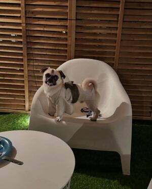 Kayo Noro Instagram - 2人🐶が愛おしすぎて。
全ては2人の為に頑張りました😆w
・
今年2024年は本当に沢山のお仕事をさせていただき、本当に沢山の素晴らしい経験をさせていただきました。
お仕事をくださった皆様ありがとうございました。
私のお仕事は皆さんに色々な意味で楽しんでいただく仕事だと思っています。
皆さんが楽しんでくださっていたらとても嬉しいです。
・
自分の成功も失敗も何事も最後には楽しめるように🙇🏻‍♀️
を目標に生きております。そしてお仕事頑張ります。
・
今年は特に、沢山応援していただきありがとうございました。
・
良いお年をお迎えくださいませm(_ _)m
・
・
またすぐ新年の挨拶しますねw😝
・
・
・
最後の写真ですが、、、わたくしが隣に並んだチップに似てるなと（勝手に思ってましてすみませんが）思いましたので載せてみましたw
特に意味はありませんが。
2人🐶の写真はいつも沢山ありますが、厳選してみました♡
最後は2枚連続のクリスマスの写真ですが、2人の寄り添い方が可愛かったので2パターン❤️
両親にも沢山お世話になりましてね🐶
ありがたいです本当に❤️ありがとうと。
・
・
#ヨークシャーテリア 
#ヨーキー
#ヨークシャテリア 
#パグペキ
#パグペキニーズ
#パグペキニーズmix