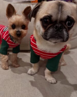 Kayo Noro Instagram - 2人🐶が愛おしすぎて。
全ては2人の為に頑張りました😆w
・
今年2024年は本当に沢山のお仕事をさせていただき、本当に沢山の素晴らしい経験をさせていただきました。
お仕事をくださった皆様ありがとうございました。
私のお仕事は皆さんに色々な意味で楽しんでいただく仕事だと思っています。
皆さんが楽しんでくださっていたらとても嬉しいです。
・
自分の成功も失敗も何事も最後には楽しめるように🙇🏻‍♀️
を目標に生きております。そしてお仕事頑張ります。
・
今年は特に、沢山応援していただきありがとうございました。
・
良いお年をお迎えくださいませm(_ _)m
・
・
またすぐ新年の挨拶しますねw😝
・
・
・
最後の写真ですが、、、わたくしが隣に並んだチップに似てるなと（勝手に思ってましてすみませんが）思いましたので載せてみましたw
特に意味はありませんが。
2人🐶の写真はいつも沢山ありますが、厳選してみました♡
最後は2枚連続のクリスマスの写真ですが、2人の寄り添い方が可愛かったので2パターン❤️
両親にも沢山お世話になりましてね🐶
ありがたいです本当に❤️ありがとうと。
・
・
#ヨークシャーテリア 
#ヨーキー
#ヨークシャテリア 
#パグペキ
#パグペキニーズ
#パグペキニーズmix