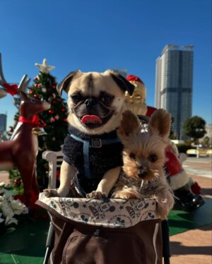 Kayo Noro Instagram - 2人🐶が愛おしすぎて。
全ては2人の為に頑張りました😆w
・
今年2024年は本当に沢山のお仕事をさせていただき、本当に沢山の素晴らしい経験をさせていただきました。
お仕事をくださった皆様ありがとうございました。
私のお仕事は皆さんに色々な意味で楽しんでいただく仕事だと思っています。
皆さんが楽しんでくださっていたらとても嬉しいです。
・
自分の成功も失敗も何事も最後には楽しめるように🙇🏻‍♀️
を目標に生きております。そしてお仕事頑張ります。
・
今年は特に、沢山応援していただきありがとうございました。
・
良いお年をお迎えくださいませm(_ _)m
・
・
またすぐ新年の挨拶しますねw😝
・
・
・
最後の写真ですが、、、わたくしが隣に並んだチップに似てるなと（勝手に思ってましてすみませんが）思いましたので載せてみましたw
特に意味はありませんが。
2人🐶の写真はいつも沢山ありますが、厳選してみました♡
最後は2枚連続のクリスマスの写真ですが、2人の寄り添い方が可愛かったので2パターン❤️
両親にも沢山お世話になりましてね🐶
ありがたいです本当に❤️ありがとうと。
・
・
#ヨークシャーテリア 
#ヨーキー
#ヨークシャテリア 
#パグペキ
#パグペキニーズ
#パグペキニーズmix