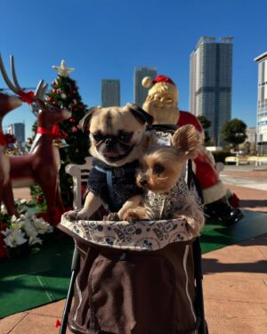 Kayo Noro Instagram - 2人🐶が愛おしすぎて。
全ては2人の為に頑張りました😆w
・
今年2024年は本当に沢山のお仕事をさせていただき、本当に沢山の素晴らしい経験をさせていただきました。
お仕事をくださった皆様ありがとうございました。
私のお仕事は皆さんに色々な意味で楽しんでいただく仕事だと思っています。
皆さんが楽しんでくださっていたらとても嬉しいです。
・
自分の成功も失敗も何事も最後には楽しめるように🙇🏻‍♀️
を目標に生きております。そしてお仕事頑張ります。
・
今年は特に、沢山応援していただきありがとうございました。
・
良いお年をお迎えくださいませm(_ _)m
・
・
またすぐ新年の挨拶しますねw😝
・
・
・
最後の写真ですが、、、わたくしが隣に並んだチップに似てるなと（勝手に思ってましてすみませんが）思いましたので載せてみましたw
特に意味はありませんが。
2人🐶の写真はいつも沢山ありますが、厳選してみました♡
最後は2枚連続のクリスマスの写真ですが、2人の寄り添い方が可愛かったので2パターン❤️
両親にも沢山お世話になりましてね🐶
ありがたいです本当に❤️ありがとうと。
・
・
#ヨークシャーテリア 
#ヨーキー
#ヨークシャテリア 
#パグペキ
#パグペキニーズ
#パグペキニーズmix