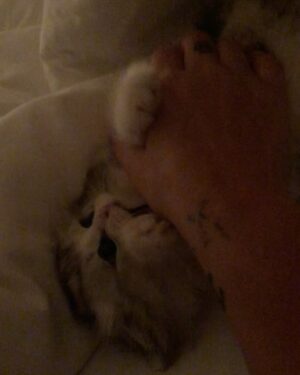 Kesha Instagram - Carl my little chicken 
You really broke my heart this time. 

I’ll see you in the next life my baby boy

God really outdid himself with this creature. 
💔
