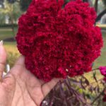 Lin Laishram