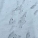 Madison Wolfe