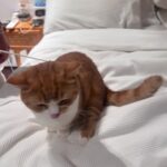 Mae Tan