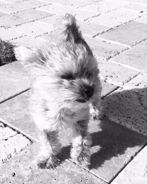 Melissa Bolona Instagram - Dearest Poppy, my souls mate, so tiny but so mighty. Every day you are severely missed since your passing exactly 2 years ago today 11/22/22 you have not left my mind&heart.  You are very present in everything I do leading my life with a lot of light and love.  You are so majestical and so powerful and thank you for all the gifts you’ve given me. it’s never a goodbye, but I’ll see you one day soon and thank you for being forever present in my life.  To Poppy and beyond🚀, Poppy to Mars 🪐🌏POPPY ENERGY 🪄 . Special agent GHI😍