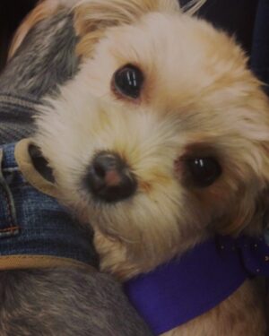 Melissa Bolona Instagram - Dearest Poppy, my souls mate, so tiny but so mighty. Every day you are severely missed since your passing exactly 2 years ago today 11/22/22 you have not left my mind&heart.  You are very present in everything I do leading my life with a lot of light and love.  You are so majestical and so powerful and thank you for all the gifts you’ve given me. it’s never a goodbye, but I’ll see you one day soon and thank you for being forever present in my life.  To Poppy and beyond🚀, Poppy to Mars 🪐🌏POPPY ENERGY 🪄 . Special agent GHI😍