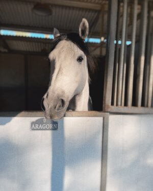 Mica Burton Instagram - There’s a thing that fucking sucks about being an equestrian. Sometimes the horse that you love with your whole goddamn heart isn’t the right horse for you anymore for any number of reasons, and you have to sell them to a new wonderful home. Aragorn and I have never been the perfect fit: he’s pretty small, he and I both have crazy anxiety which is an endless circle of spooking and panic, and sometimes it’s just a fact that the rider and horse are just a complicated match. That was only in the saddle though. Every other second of every day, he was my perfect angel boy. I love him with my whole heart and soul and he will always be my heart horse. Thanks to @cellardoorequestrian who I trust with my life, she has found him a perfect and loving new home, so I am not worried. I will miss him. Always.

No photos of us riding— that wasn’t the most important thing to me with him. Only pictures of us and our partnership because goddamn we were partners. He’s saved my ass in the saddle more times than he or I have spooked. 

I’ll miss sharing apples. I taught him how to give me kisses on the cheek, and he was a good listener. I know his new owner will love him. 

Please scroll all the way to the last two videos in this carousel— it’s him running in a huge field, happier than I’ve ever seen him, with the sunset so perfect in the background it looks like it was directed by Denis Villeneuve. 

All this to say. I love you Drambuie Z aka Aragorn. 

“I would rather share one lifetime with you than face all the ages of this world alone.” And my time with you was the best timeline. I’ll never be alone. 🖤