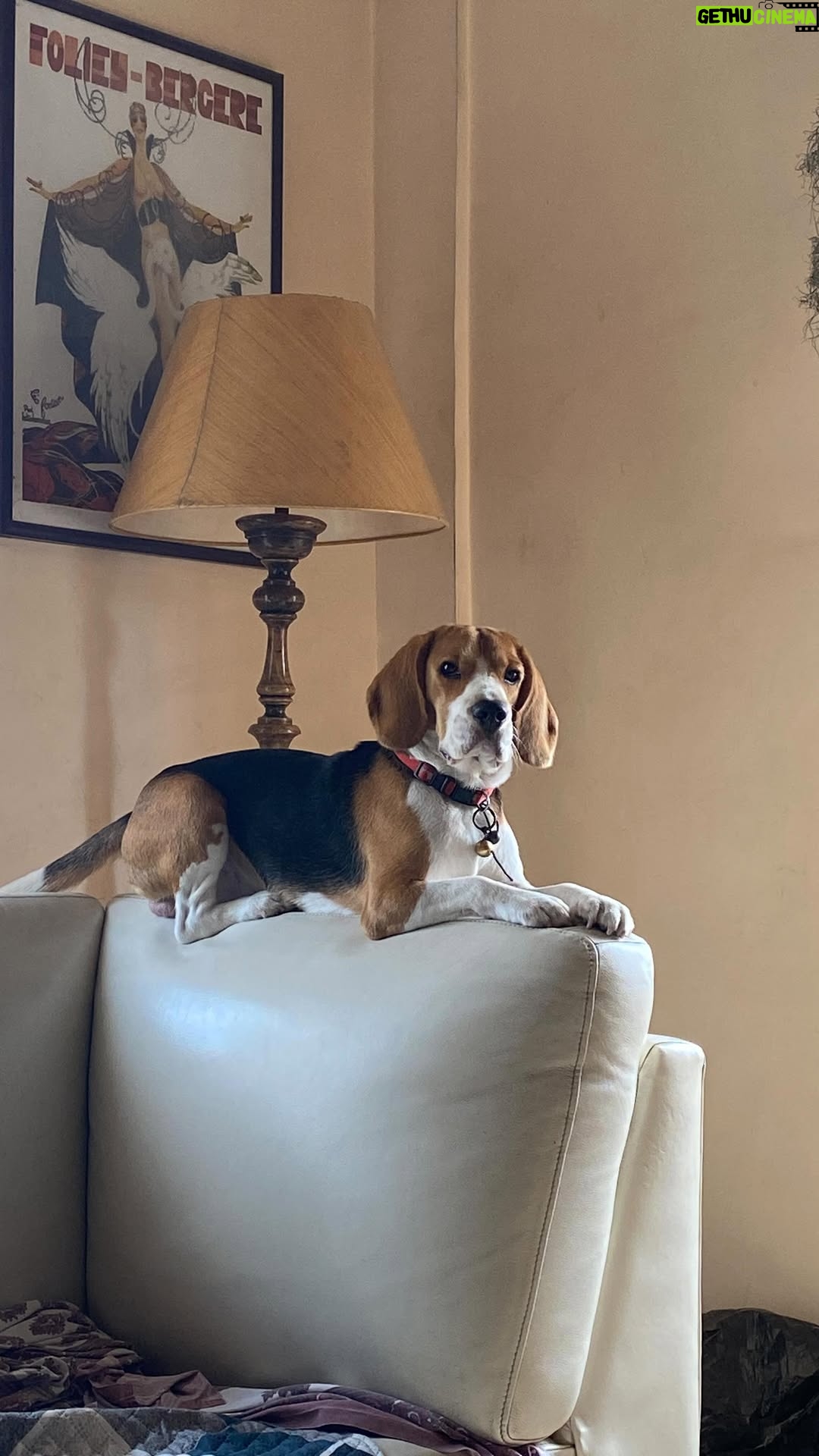 Mumtaz Sorcar - 3 Likes - Shenapati 🐾 keeping up with the trends… 😄❤️🧿😘
#shenapatisorcar #mylittleboy #beagle #trendingreels #dogsofinstagram