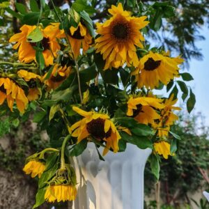 Naveen Waqar Instagram - Of brunches and sunflowers
.
.
.
#navinwaqar #decembervibes