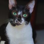 Pariva Pranati