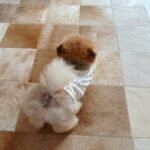 Priscilla Wong
