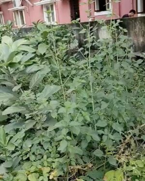 Raveena Tandon Instagram - Pashupati, also an incarnation of Shiva is the “lord of the animals”. The earliest claimed evidence of Pashupati comes from the Indus Valley civilization (2500 BCE to 1750 BCE), where the Pashupati seal has been said to represent a proto-Shiva figure.

Humans over the years in their greed, have decided that the earth belongs only to them. Any other life form is to be eliminated unless it serves some monetary function. For every Hindu and Shiva Bhakt out there, who drives dogs away from societies, temples and office buildings, calling them impure and a menace, I like to remind them that they are driving away the one who was placed there to protect them and ensure that they have no fear. Only then will there be space for bhakti in their hearts.

We know it pleases a man more if you buy a gift for some he loves than buying it for him. This Mahashivratri pledge to feed a dog for as long as you can afford to. You’ll have acknowledged that you are just one form of many and humility is the start of the journey to find the Lord within. || Om Namah Shivay || ( this beautiful piece has been written by Mrinalini Khusape for PawPerfect , I have quoted her as this is so beautifully written) 
Our latest  rescue for Rudra Foundation,  thank you picking up this baby. @vantara  @_thedogmother #drmanilal