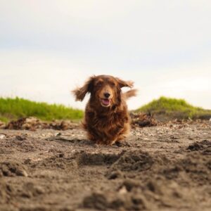Rina Takeda Instagram - 先日、愛犬のラヴが天国に行きました。いつもSNSを通して可愛がってくれていたファンの方々から心配のメッセージがたくさん届いていたので、早くご報告しなくてはと思いながら時間が経ってしまいました。
この一ヵ月半、何も手につかないほどバタバタしていたので、私自身ようやく気持ちを落ち着かせて今この文章を書いています。

33年生きてきて、誰かのためにここまで涙を流したのは初めてでした。覚悟はあったものの、ラブが急激に体調を崩してからの一週間は現場に行くのも心苦しかったけど、家族で支え合いラブも寂しい思いをせず過ごせたと思います。
危篤状態になってからも現場と実家を行き来していたので、最後の日は仕事から帰ってくるのを待っていてくれて、時間を共にすることができました。精一杯の「ありがとう」と「だいすき」を伝えて、家族でラブを囲んでたくさんお話をしました。
最期は大好きな母に撫でられながら、苦しむことなく息をひき取り、優しい顔で眠っていました。
高校生の頃から一緒に過ごしてきたので私にとっては妹のような存在でした。でもいつの間にか私より先に大人になって、昔はあんなに甘えん坊だったラブさんが大人になったら逆にクールになり、ベタベタ甘える私に「だるいよーゔぅー」と時々あしらうようにもなって😂、ラブの方がお姉ちゃんのような存在になっていたなぁなんて思う事もあります。

先日、母がふと「あんなに小さいのに、存在感すごかったよね。ラブがいないだけでこんなに家が広く静かに感じるんだもんね」とリビングで呟いていました。
ラブと過ごした16年間は思い出がありすぎて、写真や動画を見ては愛おしさに溢れていて、今でも涙が止まらなくなります。
お別れは本当にさみしくて寂しくてたまらないけれど、頑張ってきたラブが楽になれたんだと思うと少しホッとする自分もいます。
これからは大好きなご飯もまたたくさん食べれるし、動かなかった後脚を使ってまた走り回れるから。
それでもやっぱり寂しいんだよなぁ
短い足でぴょんぴょん走ってる姿、大好きだったな

頑固で、驚くほど食いしん坊で、我慢強くて、優しくて立派な妹。そんなラブと出会えて幸せでした。
我が家にたくさんの愛をくれたラブさんは、天国に行ってもみんなから愛されると思います。姉犬イブもいるから安心です^_^ 
これからはぽっかり寂しい日々が続くけど、家族で支え合って元気に過ごしたいと思います！そして、弟分のウィル🐈が寂しい思いをしないように、たくさんの愛を与えていきます。

今までラブのこと可愛がってくれた皆さん、本当にありがとうございました。

皆さんのペット(家族)も
健康で愛に溢れた日々を過ごせますように^ ^

Thanks My little sister. Meeting you has made my life happy. I will love you forever.
When you go to heaven, run a lot and eat a lot We'll always think of you. I really love you.

I wish you and your pets happiness🍀