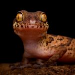Sadha
