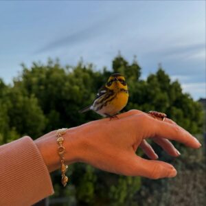 Sam Taylor-Johnson Instagram - Birds, it’s been a month of finding, saving and releasing them. 🤔