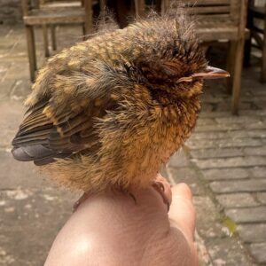 Sam Taylor-Johnson Instagram - Birds, it’s been a month of finding, saving and releasing them. 🤔