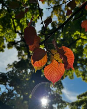 Shizuka Ishibashi Instagram - ❤︎

my beautiful autumn
