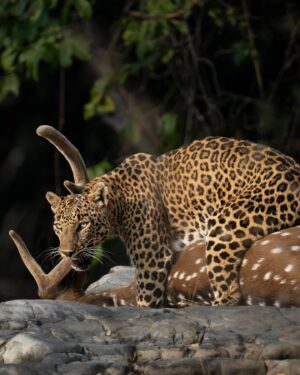 Sri Sudha Bhimireddy Instagram - My first sighting of leopard with the fresh  kill , after my photography career… 

Sighting a leopard in tiger territory is difficult and this sighting with the kill on ground, looks like a fresh hunt… 🐆 🦌…

Thank you @maheshpdomre for guiding driver to position the vehicle as such I can photograph this sighting in all possibilities. 

Sighted on 21-01/2025

#panna #pannatigerreserve