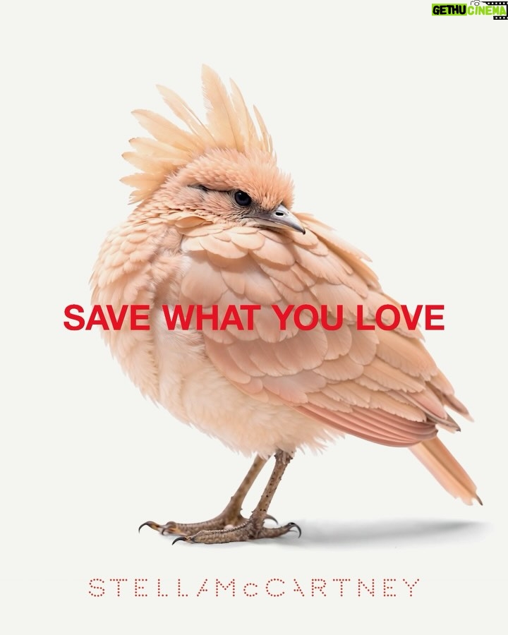 Stella McCartney - 11.8K Likes - SAVE WHAT YOU LOVE: @EvaMendes in Summer 2025 cloud knits, woven from regenerated nylon yarn recycling plastic waste.
Fantastical birds blend technology and biology. With nearly 50% of avian species in decline, there could someday be a world where these creatures live only in imagination if we do not save what we love.
Shop the #StellaSummer25 collection in-store and at stellamccartney.com now
#StellaMcCartney #vegan #crueltyfree #EvaMendes