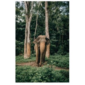 Stephanie Sigman Instagram - 🐘 💚✨ DECEMBER 2024 WITH MAGICAL CREATURES ✨💚🐘

📸 @brianandrewmendoza