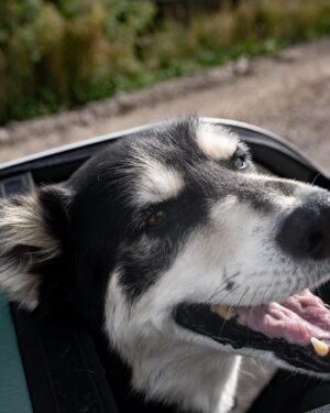 Taylor Rees Instagram - Hypothesis: The less carbon fuel we need to combust in the process, the more we get to connect with that sweet source of shared love. Thank you @thule @doglifebythule for spurring a new chapter in our lives of allowing @baloointhewild to feel safe and psyched to make human-powered runs to town for walks, swims, pizza, and  friendship. @renan_ozturk @expedition.studios [photos by @kael.vb, styling the one and only joynapetta]