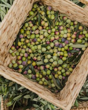 Vivian Howard Instagram - You think you know a thing, until you really get to know a thing. I’ve cooked for more than 20 years professionally and thought I knew a little about olive oil. But several weeks ago I had the opportunity to attend the olive harvest at @corto_olive in Lodi and my mind was blown. I’ve always been of the opinion that everything culinary, especially olive oil, is just better in Europe. But my time with the corto folks proved otherwise. 

These smart people have taken a centuries old process and improved upon it. Believe it or not, the freshest, tastiest most vibrant olive oil you can buy is available right here, grown and harvested and pressed domestically in California. 

Thanks again for a wonderful trip, @corto_olive. And for those of you who aren’t so lucky to find yourself in their olive grove, go get yourself some quality oil at corto-olive.com.

Photos by @thegrowingseasons