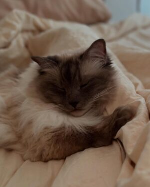 Abbey Hoes Instagram - Een groot deel van mijn leven is deze gekke kater. Holy. Mijn holy moly liefdes kat. Chonkie kong. Chonkster. Mijn dikke knuffel fluf. Ja; ik kom ervoor uit oke? Ik ben een gek katten vrouwtje en eindig waarschijnlijk met 50 katten ergens op een  afgelegen boerderij.