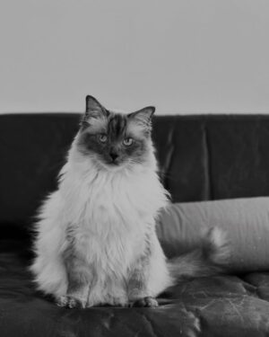 Abbey Hoes Instagram - Een groot deel van mijn leven is deze gekke kater. Holy. Mijn holy moly liefdes kat. Chonkie kong. Chonkster. Mijn dikke knuffel fluf. Ja; ik kom ervoor uit oke? Ik ben een gek katten vrouwtje en eindig waarschijnlijk met 50 katten ergens op een  afgelegen boerderij.