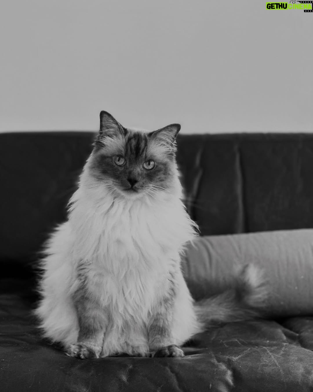 Abbey Hoes - 4.2K Likes - Een groot deel van mijn leven is deze gekke kater. Holy. Mijn holy moly liefdes kat. Chonkie kong. Chonkster. Mijn dikke knuffel fluf. Ja; ik kom ervoor uit oke? Ik ben een gek katten vrouwtje en eindig waarschijnlijk met 50 katten ergens op een afgelegen boerderij.