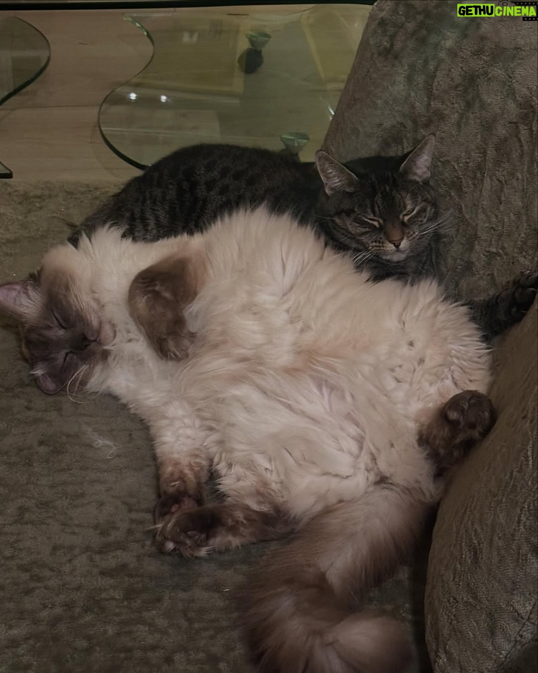 Abbey Hoes - 4.2K Likes - Een groot deel van mijn leven is deze gekke kater. Holy. Mijn holy moly liefdes kat. Chonkie kong. Chonkster. Mijn dikke knuffel fluf. Ja; ik kom ervoor uit oke? Ik ben een gek katten vrouwtje en eindig waarschijnlijk met 50 katten ergens op een afgelegen boerderij.