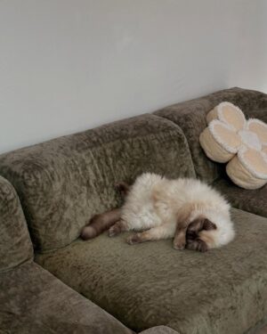 Abbey Hoes Instagram - Een groot deel van mijn leven is deze gekke kater. Holy. Mijn holy moly liefdes kat. Chonkie kong. Chonkster. Mijn dikke knuffel fluf. Ja; ik kom ervoor uit oke? Ik ben een gek katten vrouwtje en eindig waarschijnlijk met 50 katten ergens op een  afgelegen boerderij.