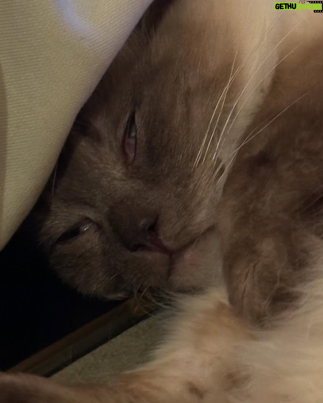 Abbey Hoes - 4.2K Likes - Een groot deel van mijn leven is deze gekke kater. Holy. Mijn holy moly liefdes kat. Chonkie kong. Chonkster. Mijn dikke knuffel fluf. Ja; ik kom ervoor uit oke? Ik ben een gek katten vrouwtje en eindig waarschijnlijk met 50 katten ergens op een afgelegen boerderij.