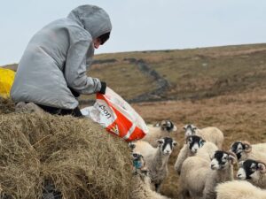 Amanda Owen Instagram - 👬👭Same 💩 to deal with but different company. 👭👬 
They are absolute rays of sunshine 🌞 as we go forth headlong into the rain, wind, sleet and snow or whatever life throws in our direction. 🌧️ 💨 ❄️ #resilience #strength #positivity #yorkshire #weather #farm #shepherdess #countryside #adversity #triumph
