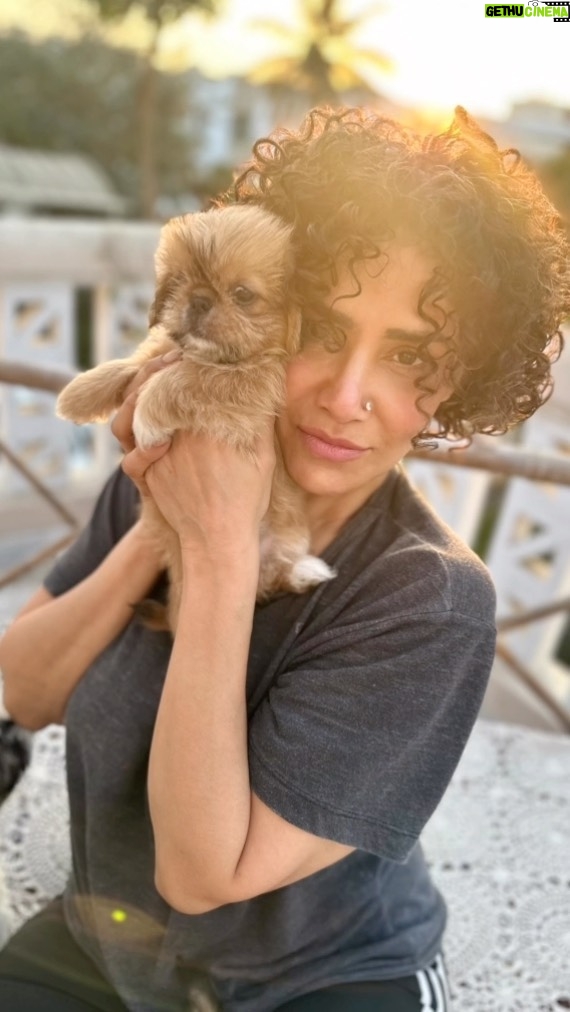 Angeline Malik - 2.1K Likes - My babies looking for a good home…: #mybabies #doglover #puppies #angelinemalik