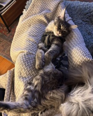 Anne Burrell Instagram - I’m happy report that my little home slice #ladylorraineperiwinkle has successfully been spayed.  She has been delightfully cute during her recovery and TOTALLY cracks me up!!! I can’t EVEN get enough of her!!! #theclaxtons #mainecooncats #ilovewhatido #luckygirl #imaddictedtomykitties