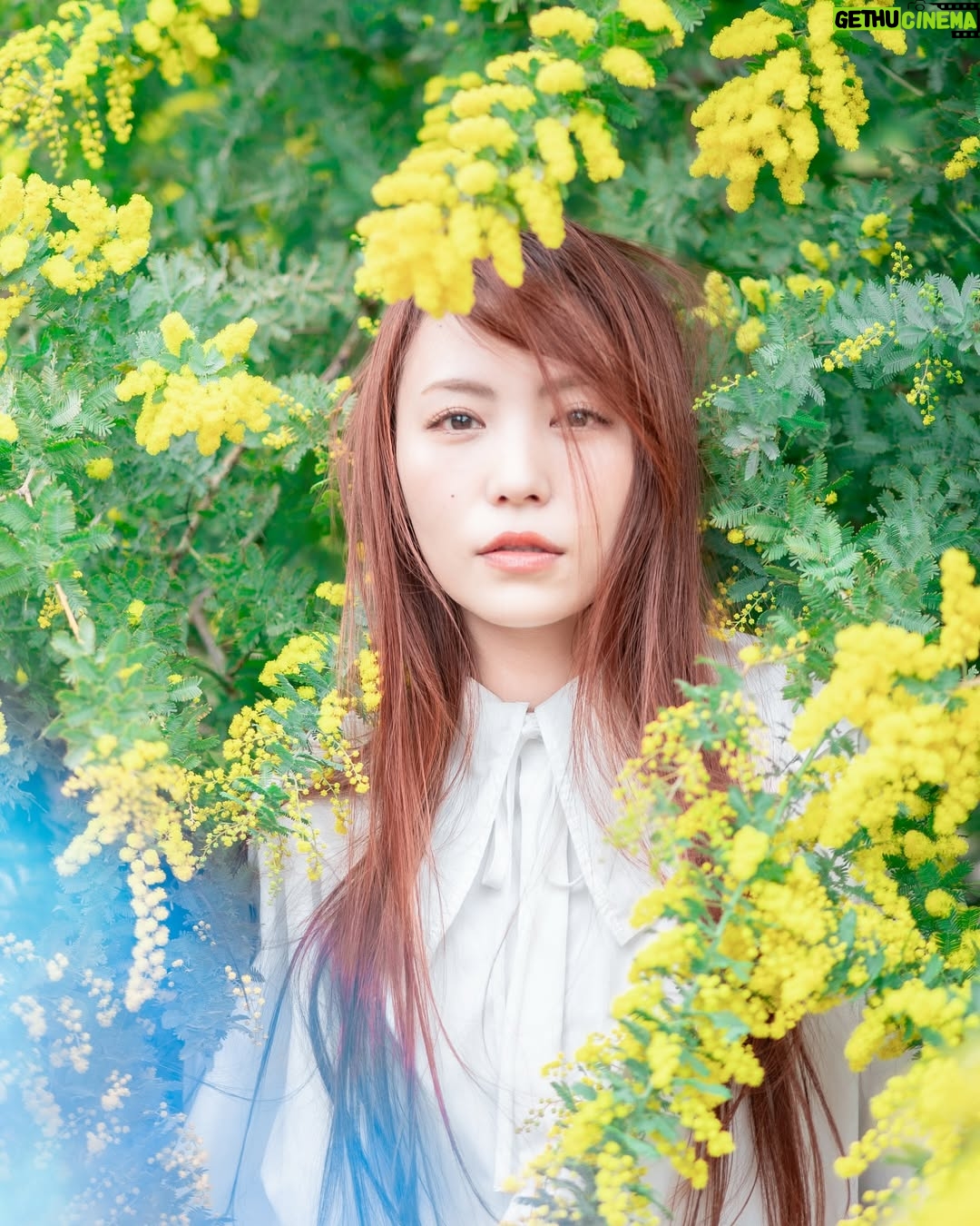 Asami Tano - 3.6K Likes - ⭐️🐥🧽🌼
『 asaMimoZa 』
全ての愛ある姿に🌼
まぁるいのがいっぱいの世の中になります様に🌼
黄色いぽわぽわまぁるいのがいっぱい
@kwiae530 が📸納めてくれました。
どれがすきかな?☺️
#国際女性デー#ミモザ#mimoza#国际妇女节#國際婦女節
#womensday#田野アサミ#asamitano