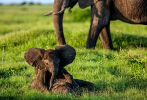 Beverly Joubert Instagram - Elephant calves spend many hours during their formative years engaged in playful 'wrestling matches' with their siblings. These trunk flailing, ear-flapping spells are truly a joy to watch and we feel privileged to be able to bear witness to these fleeing moments that help shape young calves in vital ways. In elephant herds, knowledge is passed on through generations. Where to forage, the sometimes tricky tasks of separating friend from foe, or how to navigate the intricate web of relationships within the herd are all lessons that get passed down through the actions and behaviours of senior members of the herd. Calves gain the knowledge they need to survive in the wild through these shared experiences.⁣
⁣
#elephants #elephantcalf #elephantconservation #elephantsofinstagram #GreatPlainsConservation #DereckandBeverlyJoubert #conservation #ConservationTourism #GreatPlainsFoundation