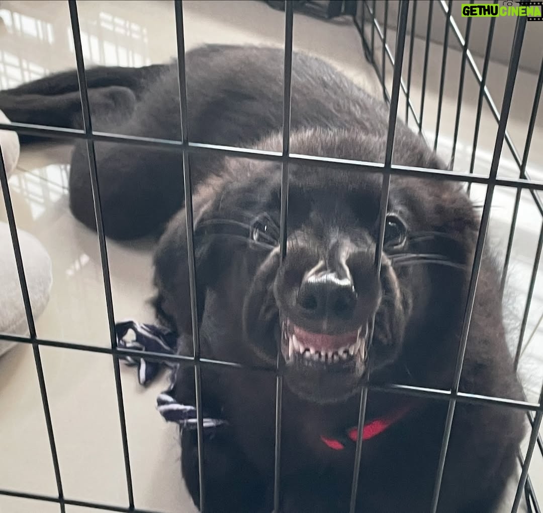 Bhagyashri Borse - 92.1K Likes - Cuteness Alert!!!🖤
#partnersincrime #adopt