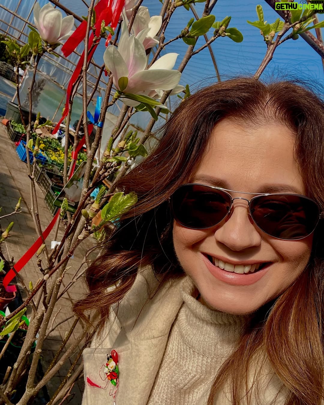 Corina Dănilă - 451 Likes - L-am vizitat pe Laurențiu la Gardenis, în Agronomie, pentru că am decis să ne mai luăm doi pomișori: un nectarin și un măr golden delicious. O revărsare de culori de primăvară am descoperit și am primit ajutorul neprețuit al Georgianei în alegerea noastră, așa că am mai luat un bujor roșu ca focul și un liliac pitic, pe lângă ce ne-am propus.. Şi n-aș mai fi plecat de lângă magnoliile înflorite!! ❤️
De-acum urmează operațiunea “plantarea”! 😄
#spring #fyp #foryou #foryoupage #springvibes🌸