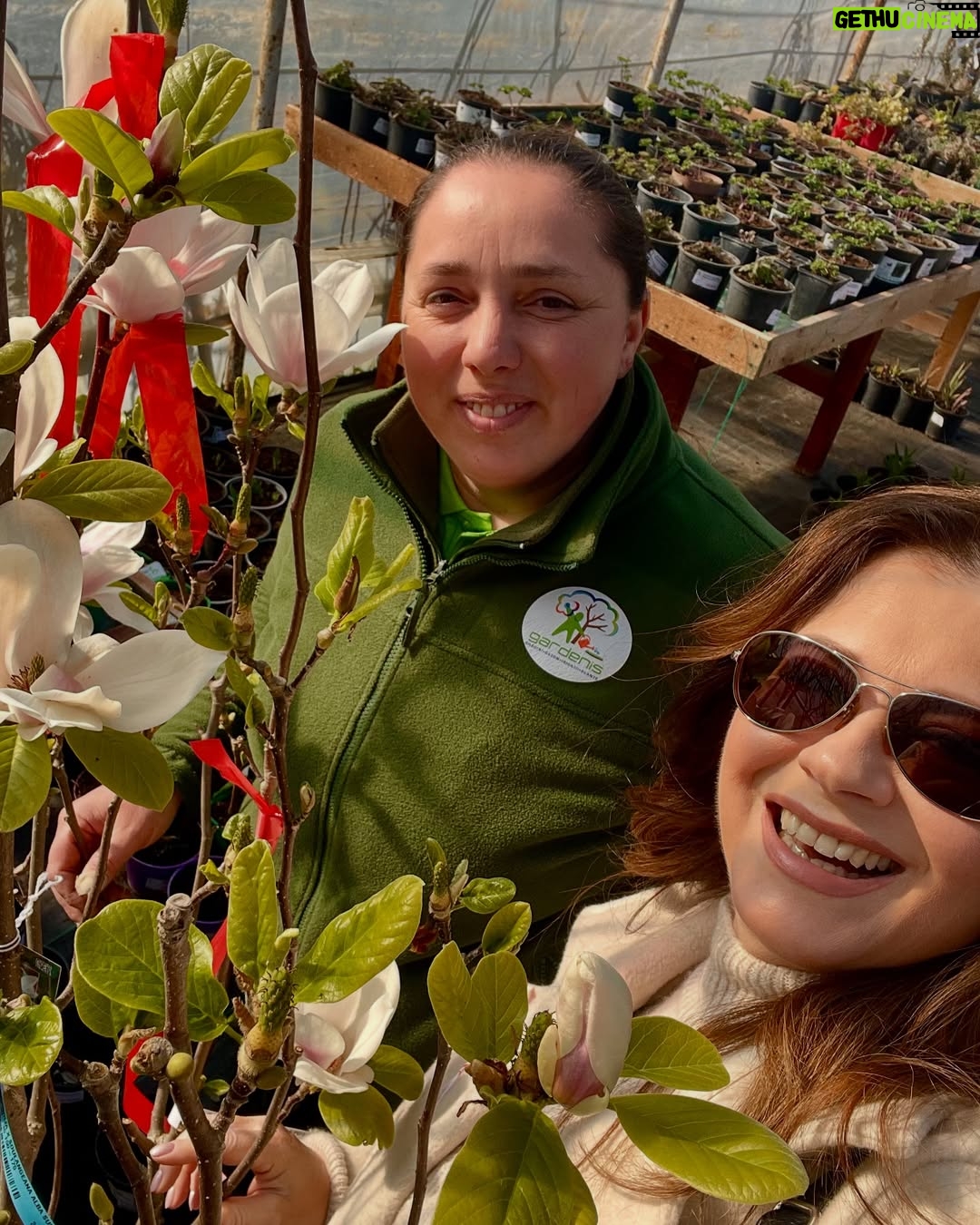 Corina Dănilă - 451 Likes - L-am vizitat pe Laurențiu la Gardenis, în Agronomie, pentru că am decis să ne mai luăm doi pomișori: un nectarin și un măr golden delicious. O revărsare de culori de primăvară am descoperit și am primit ajutorul neprețuit al Georgianei în alegerea noastră, așa că am mai luat un bujor roșu ca focul și un liliac pitic, pe lângă ce ne-am propus.. Şi n-aș mai fi plecat de lângă magnoliile înflorite!! ❤️
De-acum urmează operațiunea “plantarea”! 😄
#spring #fyp #foryou #foryoupage #springvibes🌸