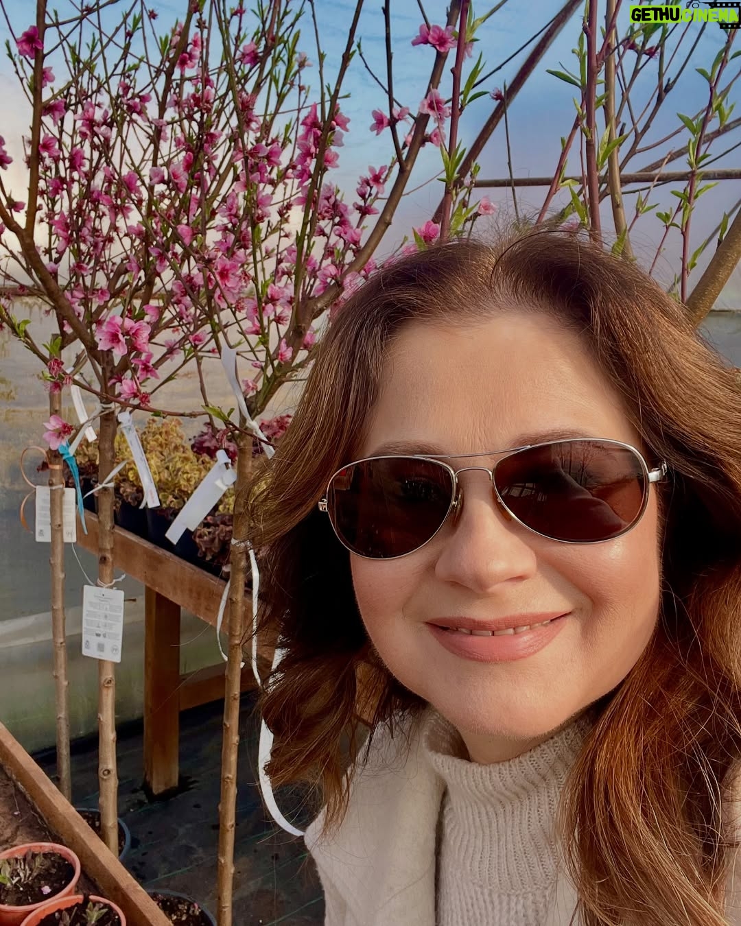 Corina Dănilă - 451 Likes - L-am vizitat pe Laurențiu la Gardenis, în Agronomie, pentru că am decis să ne mai luăm doi pomișori: un nectarin și un măr golden delicious. O revărsare de culori de primăvară am descoperit și am primit ajutorul neprețuit al Georgianei în alegerea noastră, așa că am mai luat un bujor roșu ca focul și un liliac pitic, pe lângă ce ne-am propus.. Şi n-aș mai fi plecat de lângă magnoliile înflorite!! ❤️
De-acum urmează operațiunea “plantarea”! 😄
#spring #fyp #foryou #foryoupage #springvibes🌸
