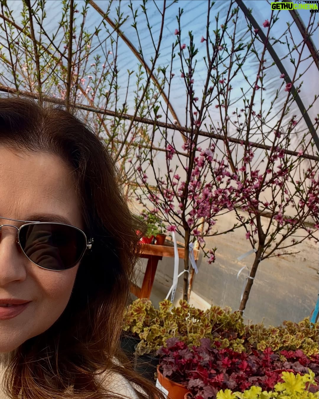 Corina Dănilă - 451 Likes - L-am vizitat pe Laurențiu la Gardenis, în Agronomie, pentru că am decis să ne mai luăm doi pomișori: un nectarin și un măr golden delicious. O revărsare de culori de primăvară am descoperit și am primit ajutorul neprețuit al Georgianei în alegerea noastră, așa că am mai luat un bujor roșu ca focul și un liliac pitic, pe lângă ce ne-am propus.. Şi n-aș mai fi plecat de lângă magnoliile înflorite!! ❤️
De-acum urmează operațiunea “plantarea”! 😄
#spring #fyp #foryou #foryoupage #springvibes🌸