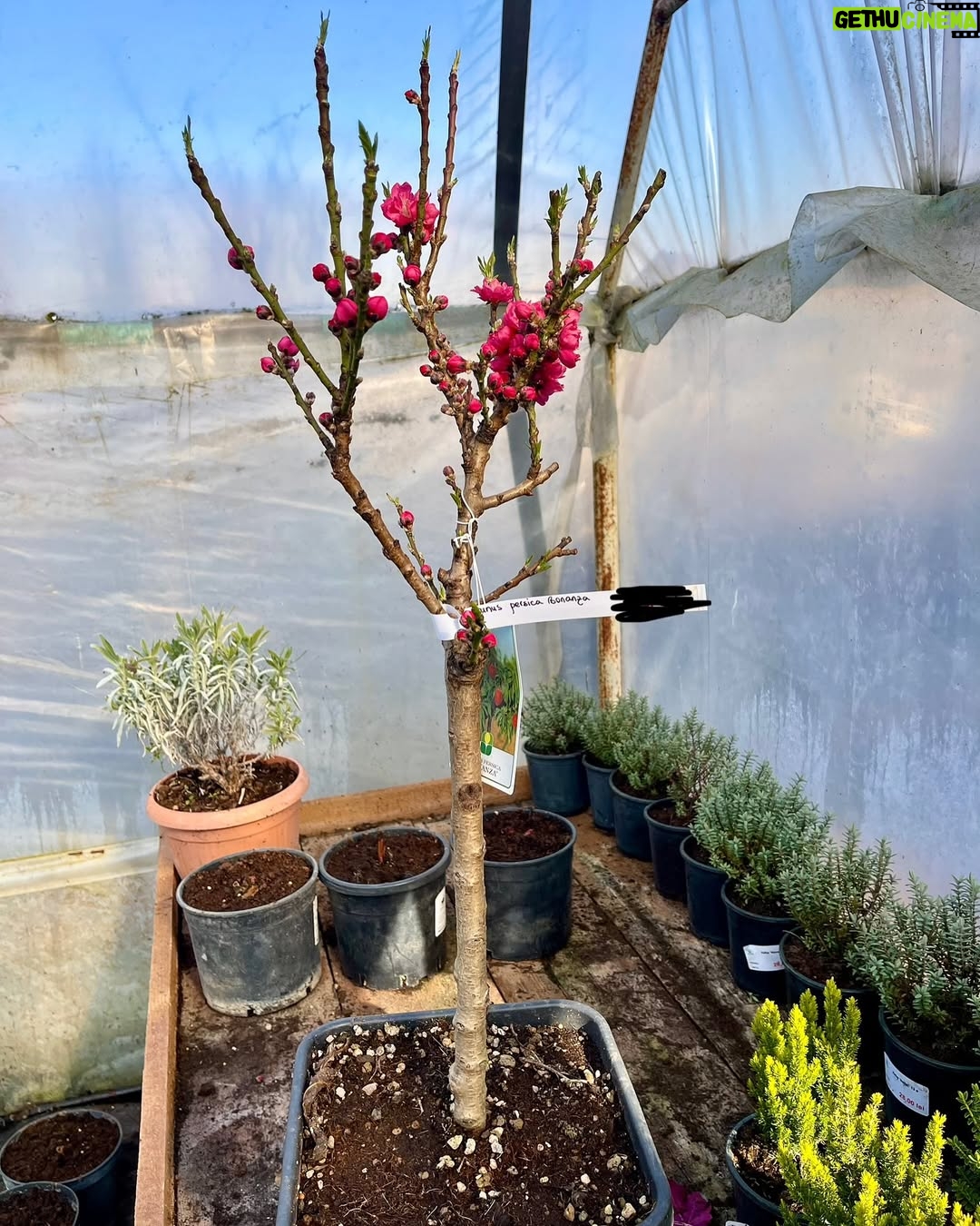 Corina Dănilă - 451 Likes - L-am vizitat pe Laurențiu la Gardenis, în Agronomie, pentru că am decis să ne mai luăm doi pomișori: un nectarin și un măr golden delicious. O revărsare de culori de primăvară am descoperit și am primit ajutorul neprețuit al Georgianei în alegerea noastră, așa că am mai luat un bujor roșu ca focul și un liliac pitic, pe lângă ce ne-am propus.. Şi n-aș mai fi plecat de lângă magnoliile înflorite!! ❤️
De-acum urmează operațiunea “plantarea”! 😄
#spring #fyp #foryou #foryoupage #springvibes🌸