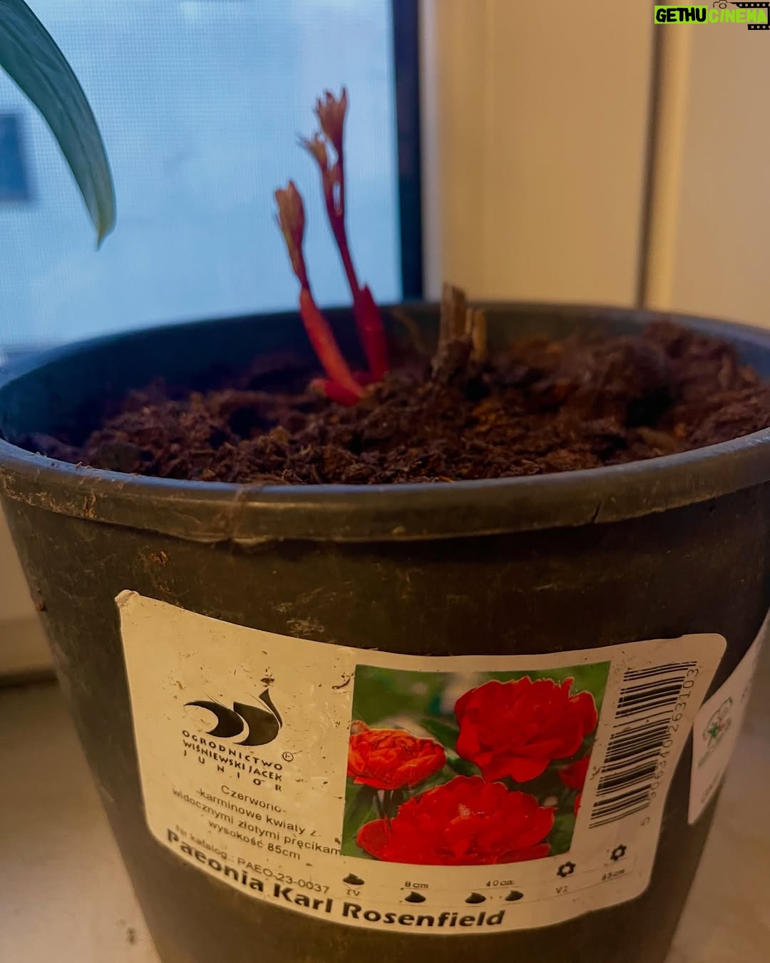 Corina Dănilă - 451 Likes - L-am vizitat pe Laurențiu la Gardenis, în Agronomie, pentru că am decis să ne mai luăm doi pomișori: un nectarin și un măr golden delicious. O revărsare de culori de primăvară am descoperit și am primit ajutorul neprețuit al Georgianei în alegerea noastră, așa că am mai luat un bujor roșu ca focul și un liliac pitic, pe lângă ce ne-am propus.. Şi n-aș mai fi plecat de lângă magnoliile înflorite!! ❤️
De-acum urmează operațiunea “plantarea”! 😄
#spring #fyp #foryou #foryoupage #springvibes🌸