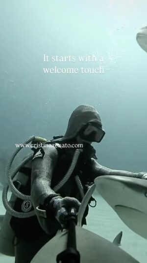 Cristina Zenato Instagram - A relationship with my local shiver of Caribbean Reef sharks is built over time spent together, repetition of behaviors, knowledge and understanding. 
It starts with an invite for touch and it progresses into some individuals coming into my lap and allowing me to pet them. 
No interaction is forced, the individual shark allowed to come in and leave as they please. 
This is how we build an encounter with them. 
To learn more and experience it check www.cristinazenato.com Link in Bio 
Video @cristinazenato