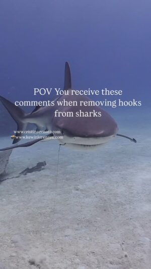 Cristina Zenato Instagram - It is tough to make people feel for an animal that has been so vilified and maligned through incorrect language use, myths, and hyped information, but in the end, removing hooks from sharks is an act of kindness I can complete thanks to my presence and the tools I have at my disposal like the chainsuit, so why not taking care of a small shiver of sharks I come in contact with daily? Isn’t kindness better than ignoring? What’s the difference between rescuing a dog on the side of the road and rescuing a shark in the ocean when I come in contact with both of them and have the power and means to help both?
Our actions, no matter how small we feel they are, have consequences. At first, the hook removals were locals; they helped the sharks I came in contact with, but the message that sharks are vulnerable by our presence, our actions even when we do not see the consequences, goes beyond this shiver, and it has spread everywhere. 
We do not all need to remove hooks from sharks to help the ocean, sharks, and nature in general. There are so many different ways to do so from where we are, from donating to a nonprofit involved in shark conservation to changing the way we consume food, to reducing and reusing everything from clothes to plastics and other products, to voting to change legislation in our area that may help with shark and ocean conservation. 
Learn more about how to support our work through our nonprofit @peopleofthewater 
Videos by @kewinlorenzen with @isotta_underwater_housings 
First shark is Crook, second shark is Floppy.
@neptunic_com shark suits @waterproofinternational 
@diveshearwater