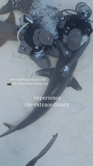 Cristina Zenato Instagram - On the south shore of Grand Bahama island in a location I have visited for the last 31 years lives a shiver of Caribbean Reef sharks, a small group I call part of my family. Here is where I interact and remove hooks from them, here is where I invite you to join to share the same. 
The shark interactive experience and course are a unique way to connect with this special shiver of Caribbean Reef sharks.
It allows for a personal experience while learning more about sharks in general.
It’s where I will invite to touch a shark, not redirect, where I include to feel their gentle breath while resting in our lap, where a connection is built under my personal and direct supervision. 
Available on request, check www.cristinazenato.com under courses for more details. Link in bio. 
@kewinlorenzen will collect your memories through the lens of his camera.
@neptunic_com @isotta_underwater_housings @waterproofinternational